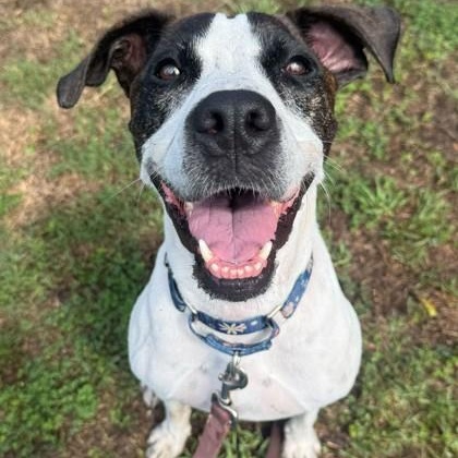 Enlarge PRECIOUS, a Adoptable Mixed Breed in Fernandina Beach, FL image 1/5