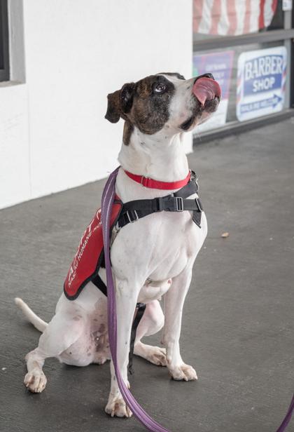 Enlarge PRECIOUS, a Adoptable Mixed Breed in Fernandina Beach, FL image 3/5