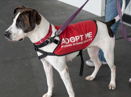 Enlarge PRECIOUS, a Adoptable Mixed Breed in Fernandina Beach, FL image 5/5