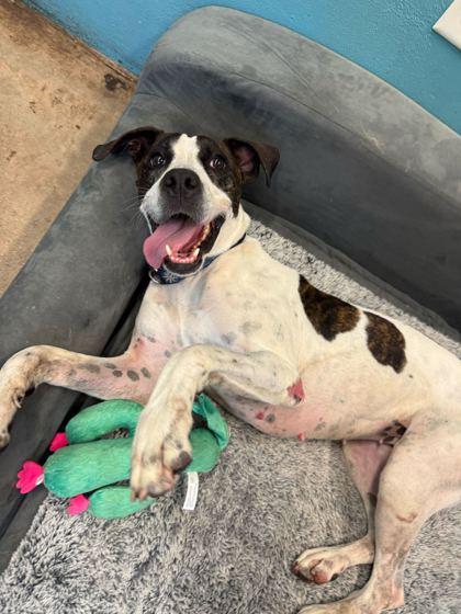 Enlarge PRECIOUS, a Adoptable Mixed Breed in Fernandina Beach, FL image 2/5