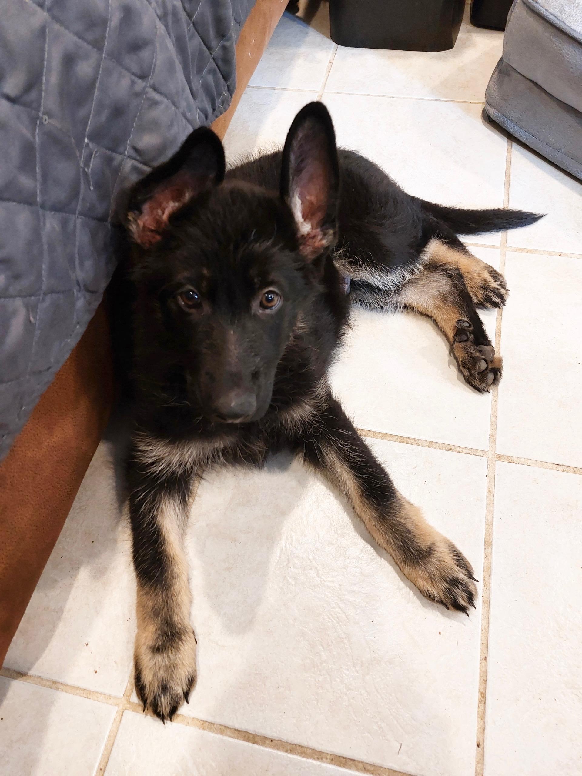 Cypress (aka Bear), an adoptable mixed breed in Silvana, WA image 4/6