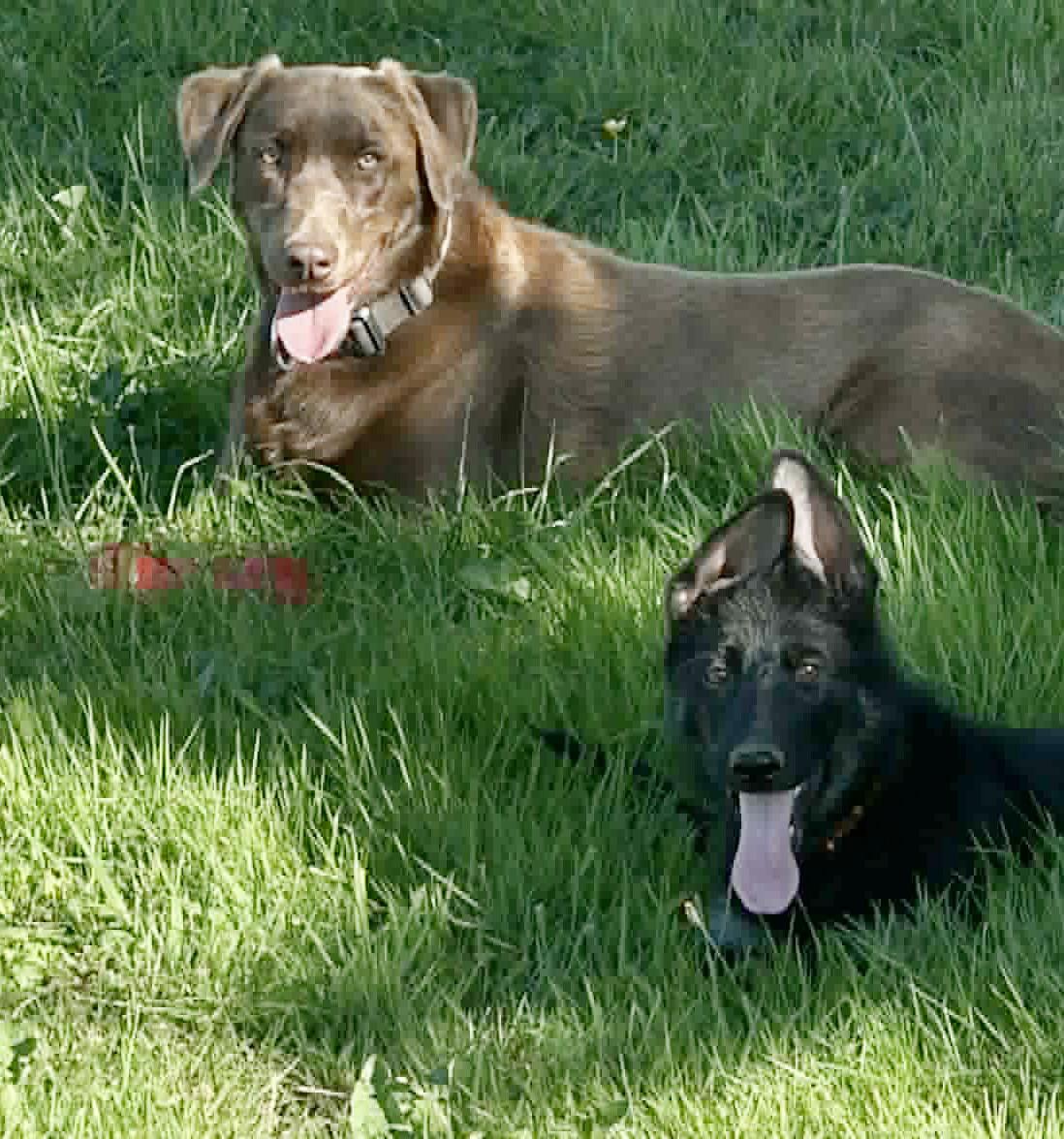 Cypress (aka Bear), an adoptable mixed breed in Silvana, WA image 5/6