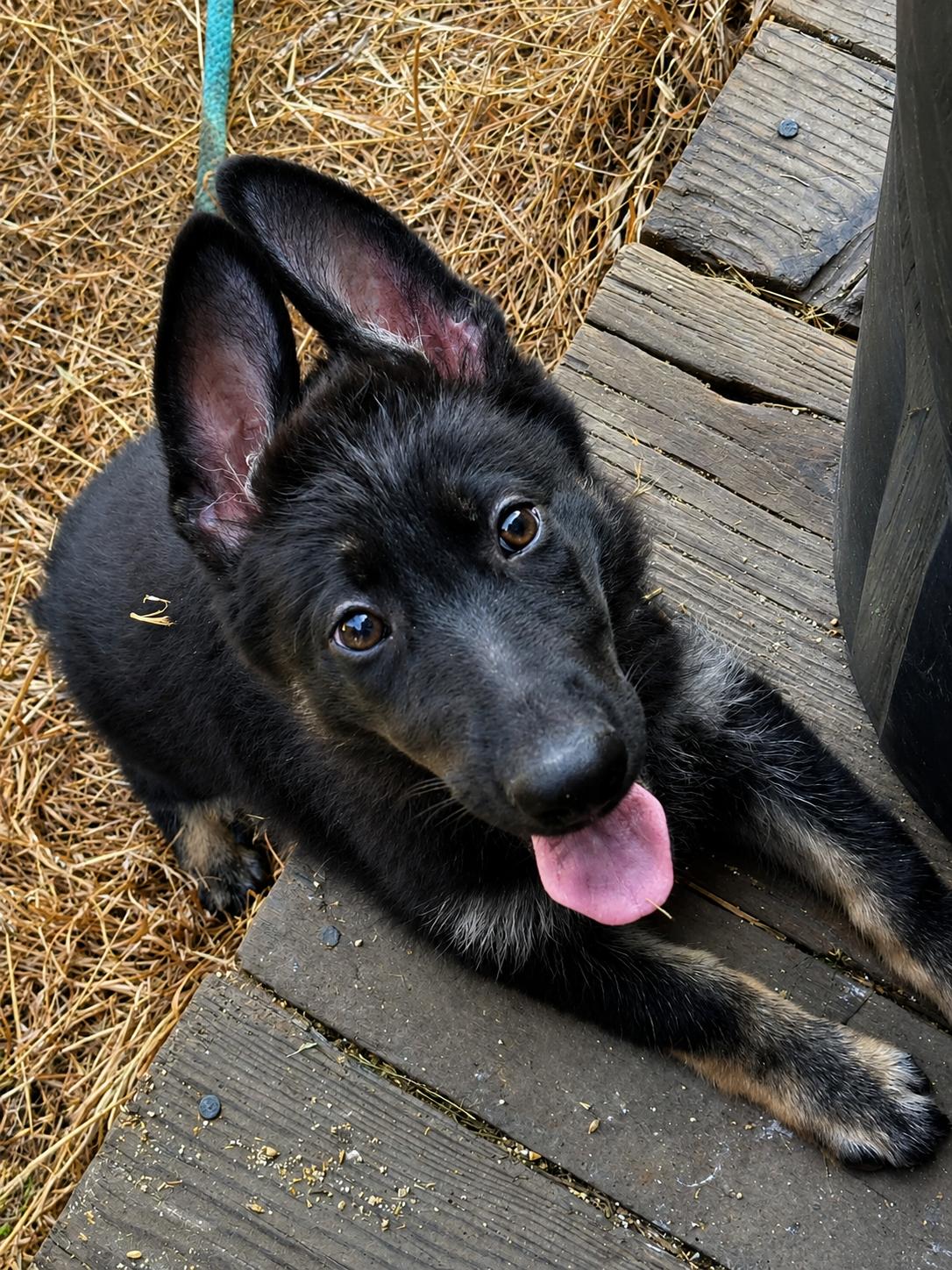 Cypress (aka Bear), an adoptable mixed breed in Silvana, WA image 2/6
