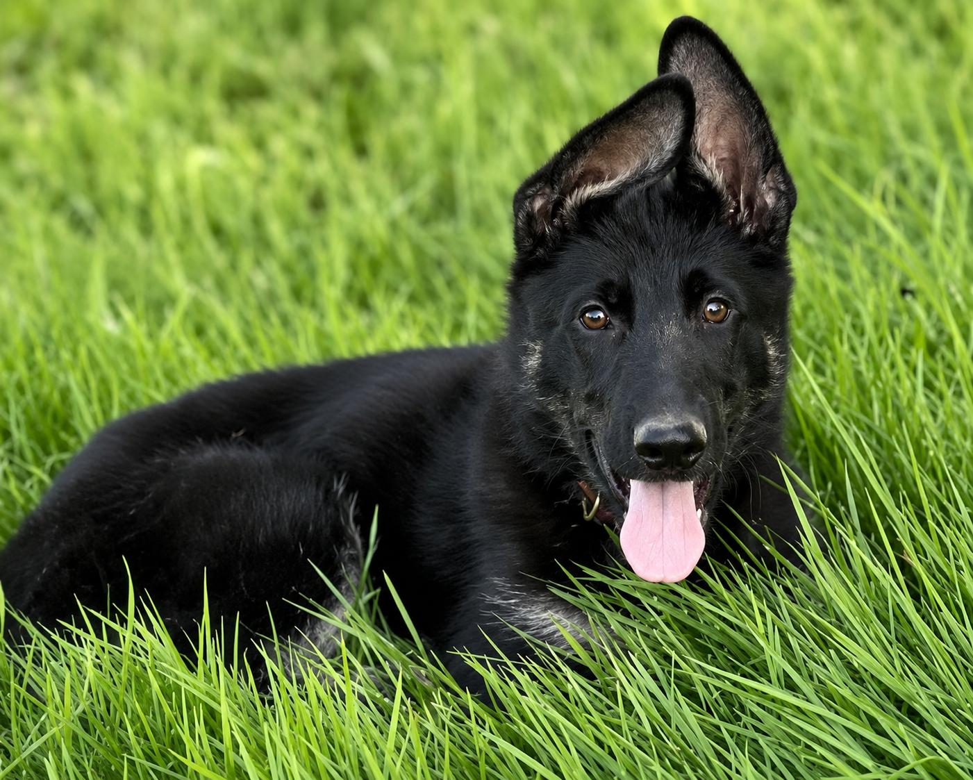 Cypress (aka Bear), adoptable, Puppy Male German Shepherd Dog.