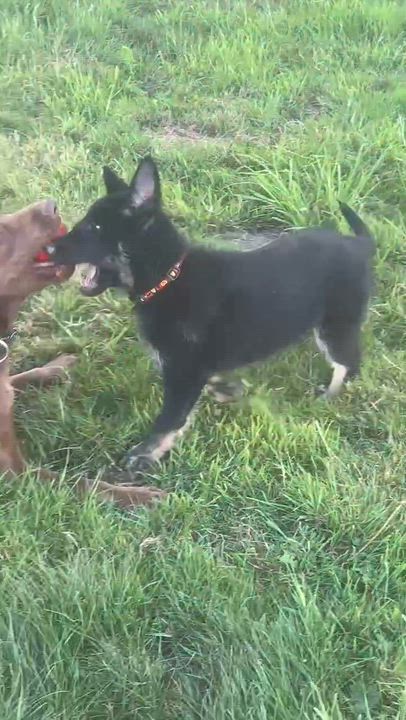 Enlarge Cypress (aka Bear), an adoptable mixed breed in Silvana, WA video 6/6