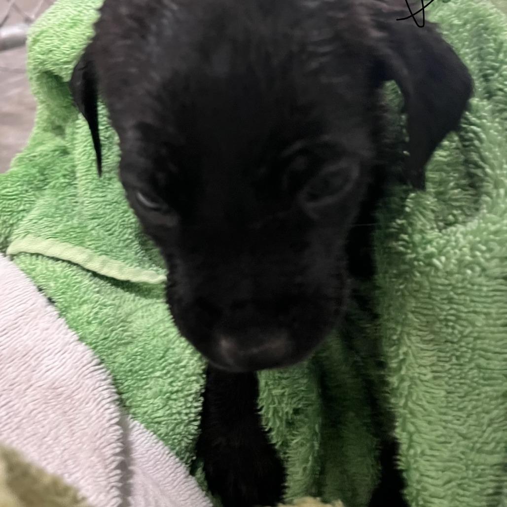 Bashful, Adoptable, Puppy Male Labrador Retriever & Mixed Breed.