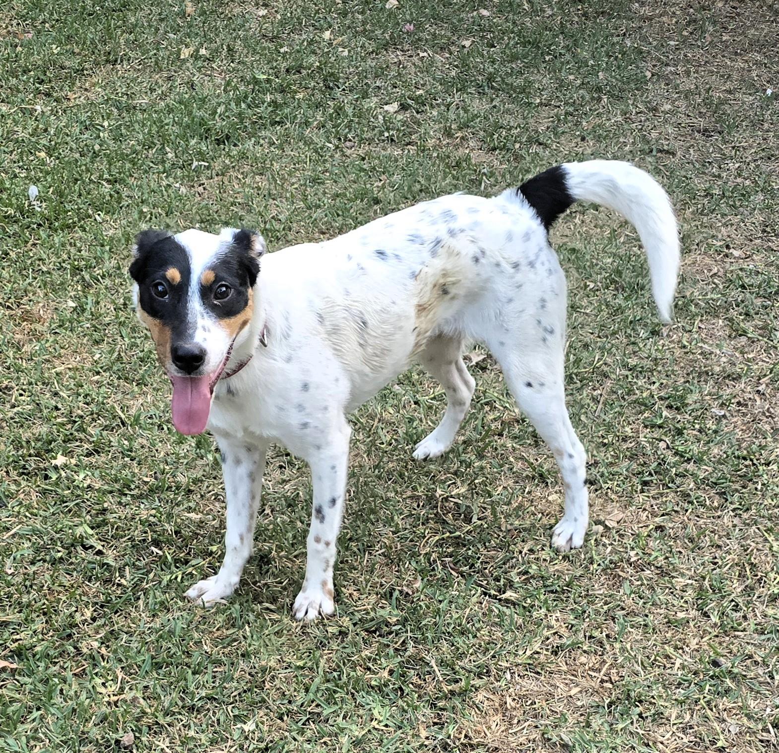 Mariah, ADOPTABLE, Adult Female Australian Cattle Dog / Blue Heeler & Jack Russell Terrier.