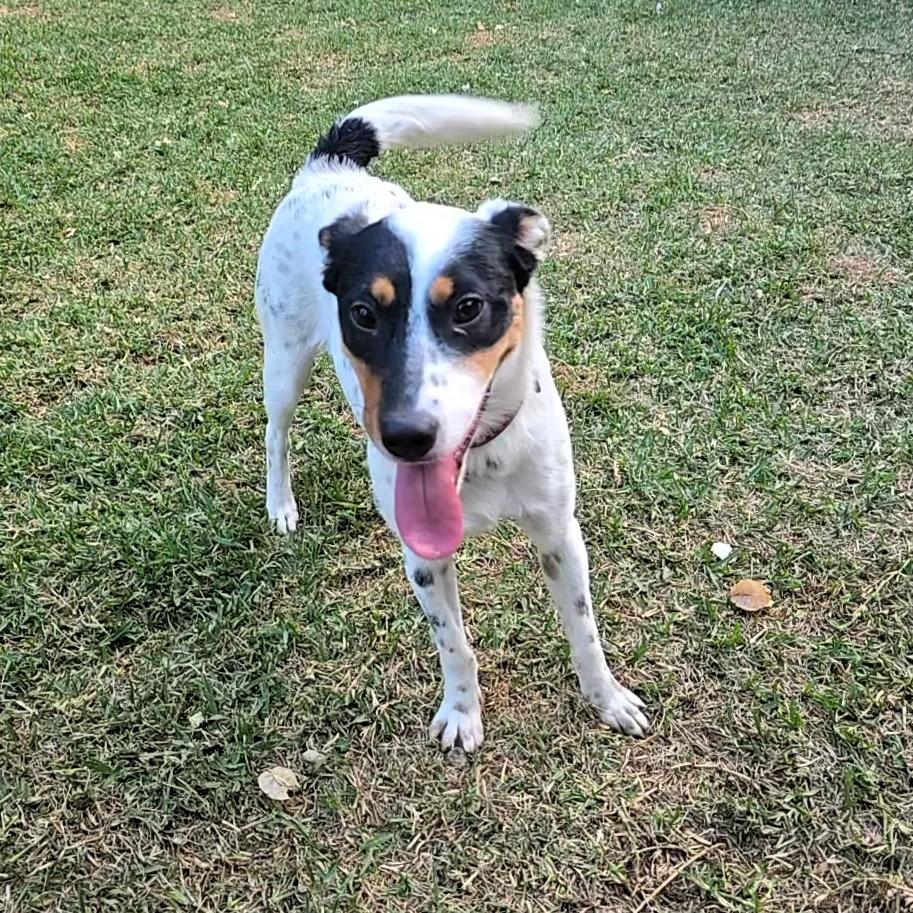 Enlarge Mariah, a ADOPTABLE mixed breed in San Francisco, CA image 3/3