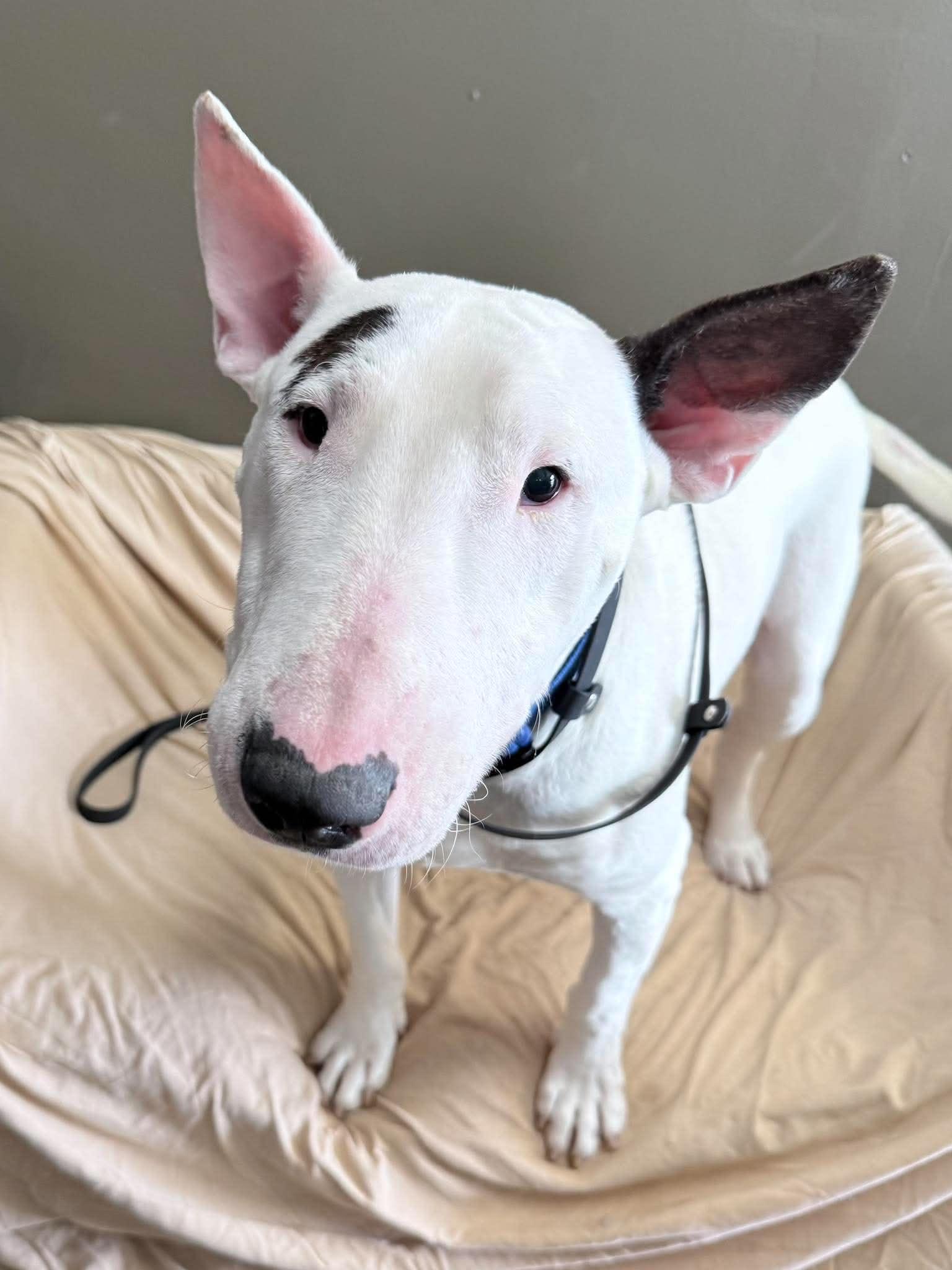 26-037 Kenny, Adoptable, Adult Male Bull Terrier.