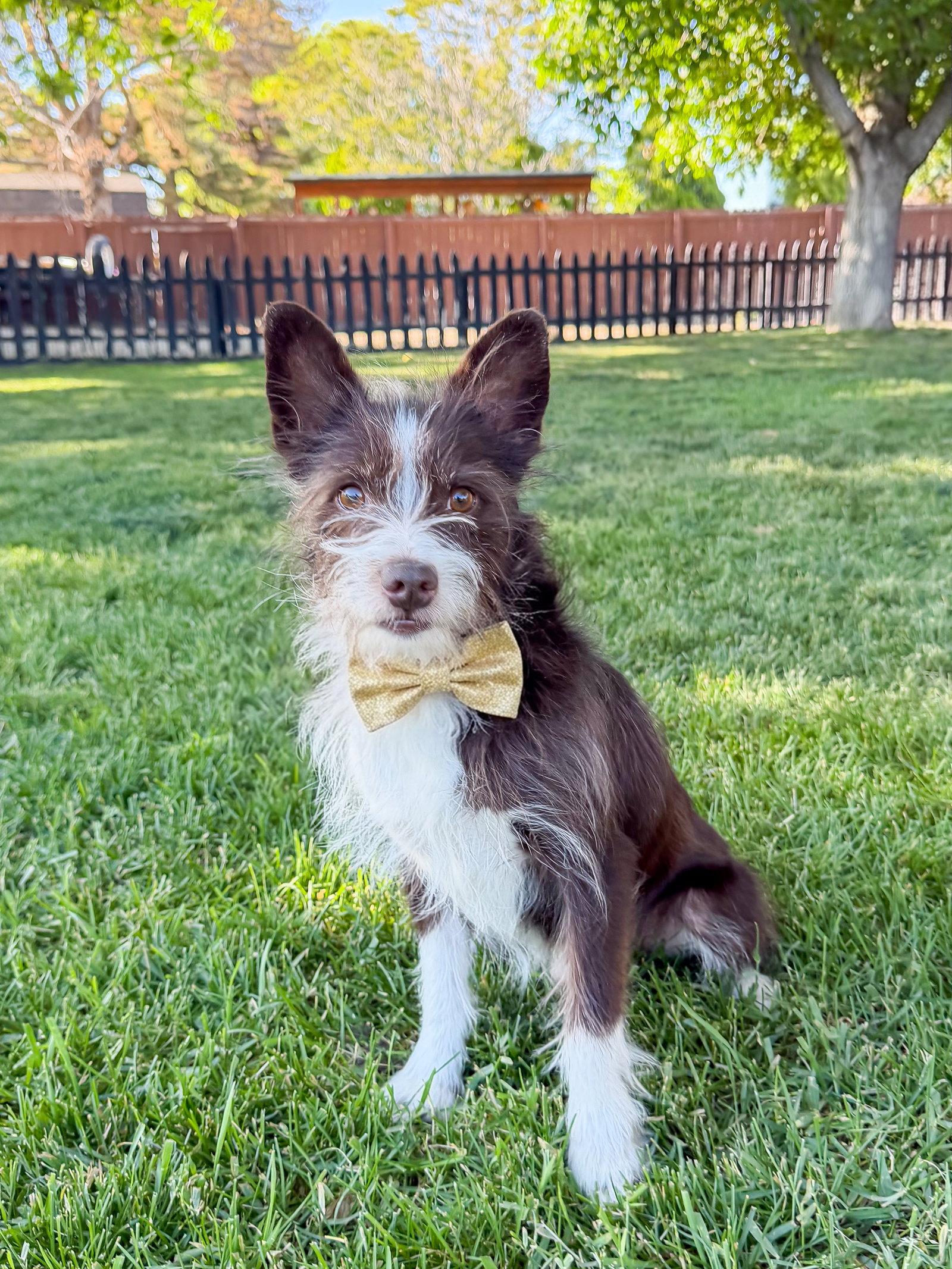 Bilbo Baggins, Adoptable, Adult Male Terrier.