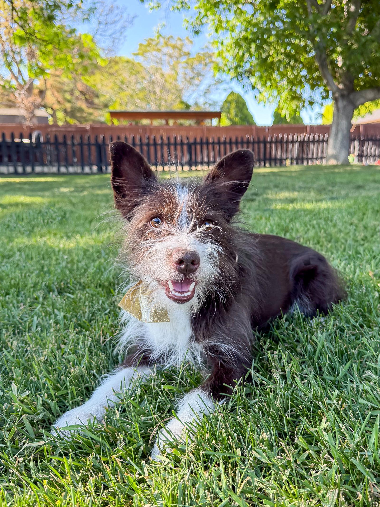 Bilbo Baggins, a Adoptable Terrier in Salt Lake City, UT image 2/3