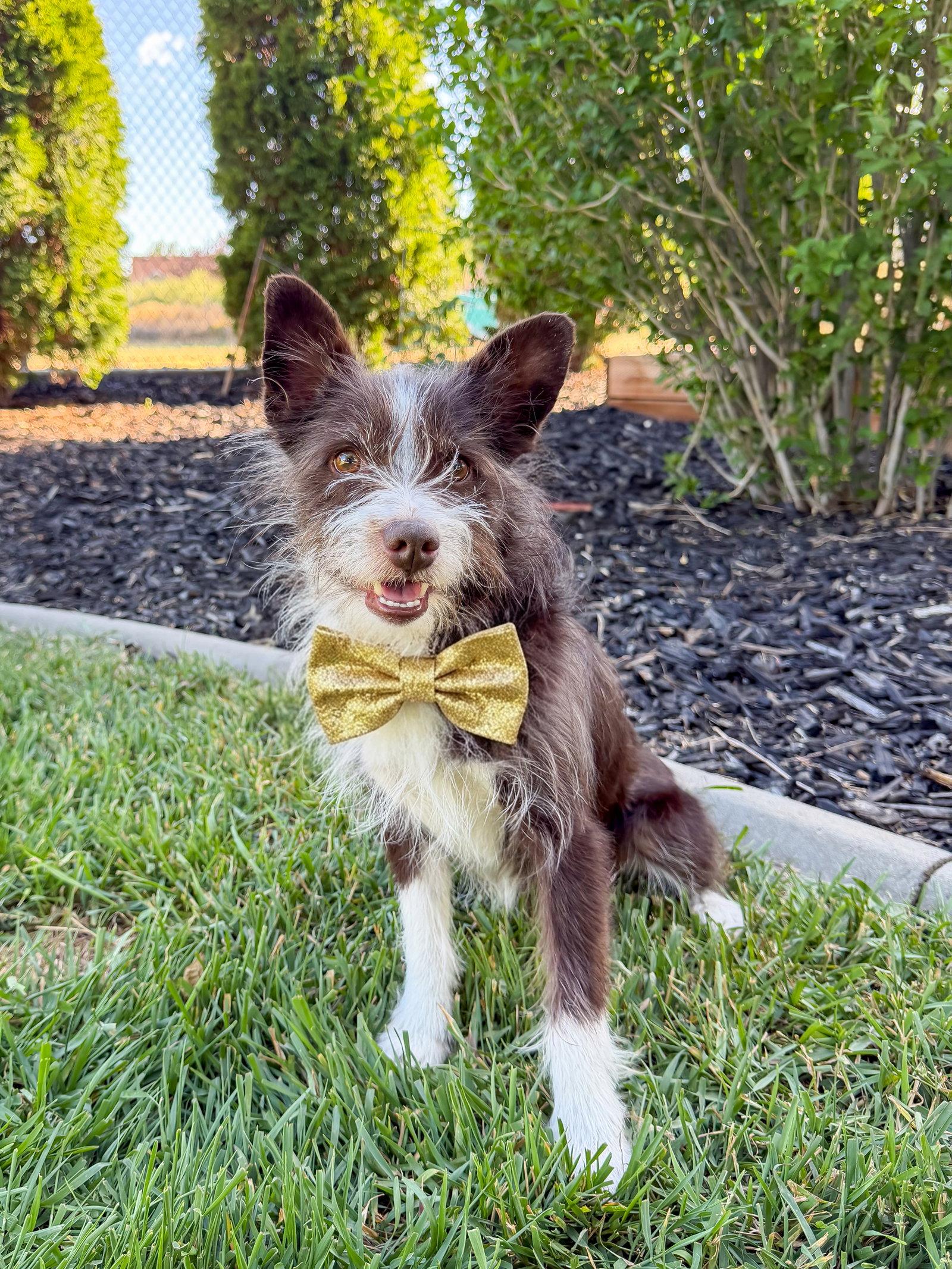 Bilbo Baggins, a Adoptable Terrier in Salt Lake City, UT image 3/3