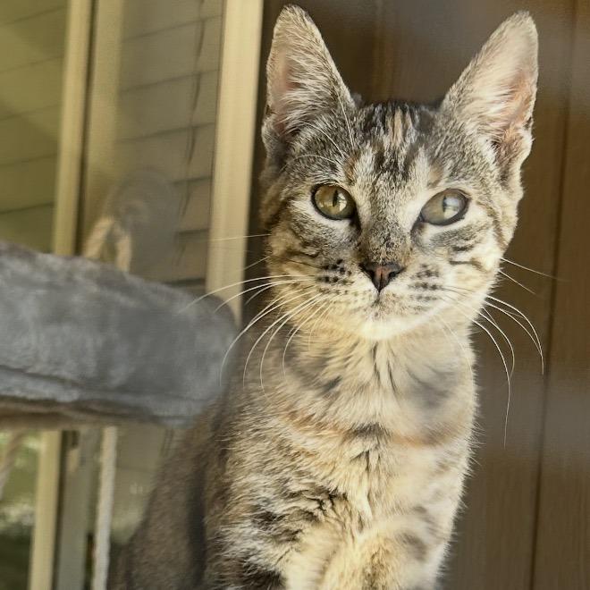 Enlarge Roxy, a Adoptable Domestic Short Hair in Bend, OR image 2/5