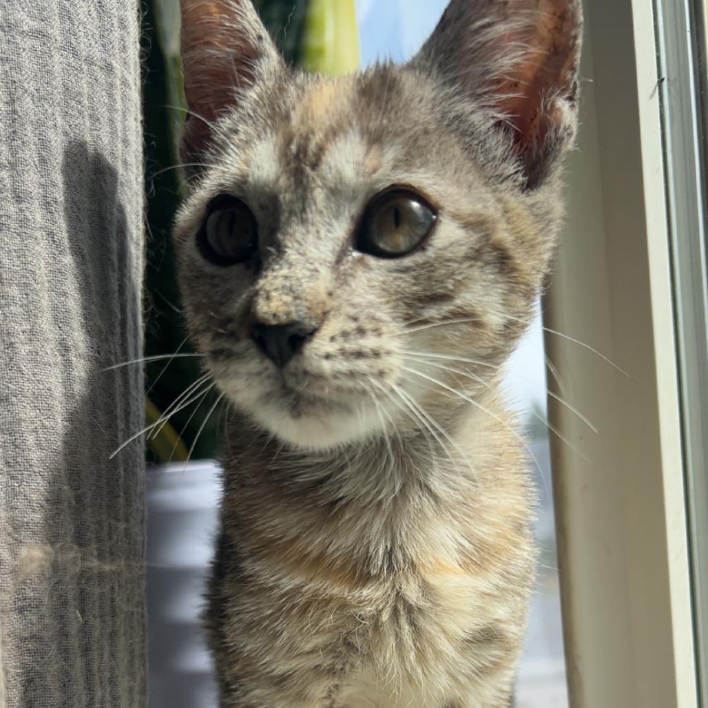 Enlarge Roxy, a Adoptable Domestic Short Hair in Bend, OR image 5/5