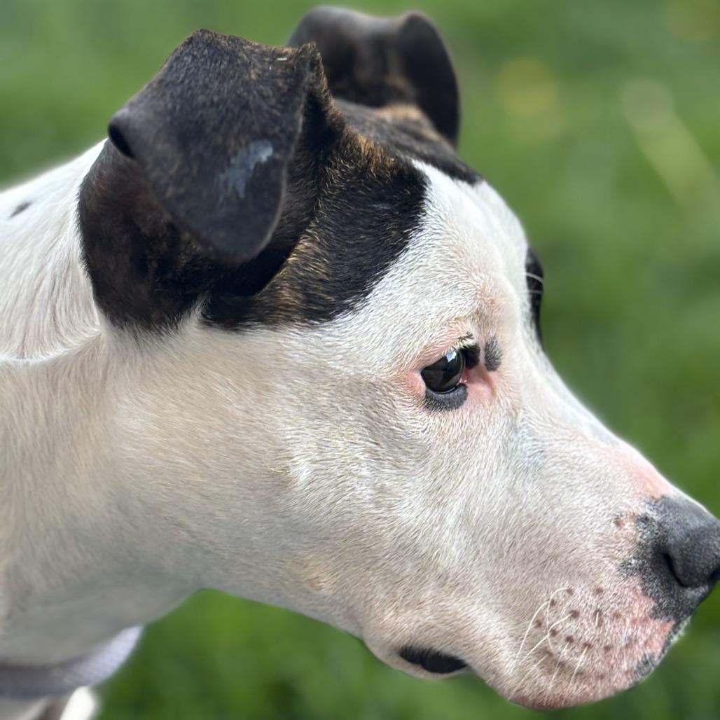 Nora, a Adoptable mixed breed in Madison, WI image 1/6