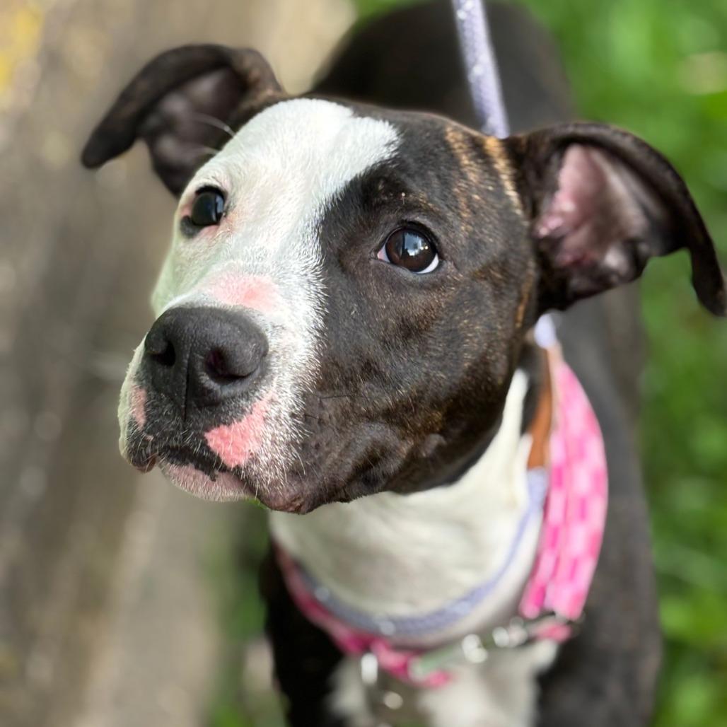Nora, a Adoptable mixed breed in Madison, WI image 2/6