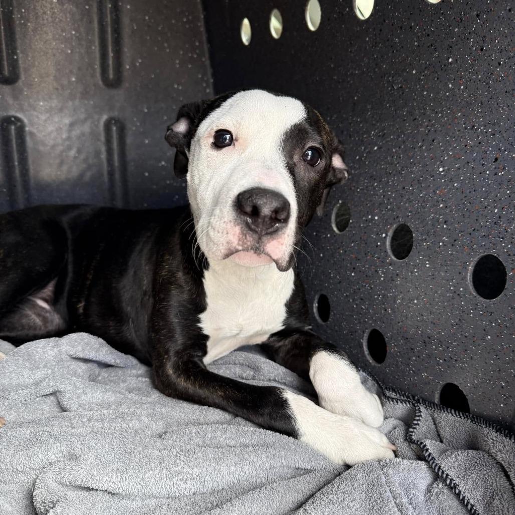 Nora, a Adoptable mixed breed in Madison, WI image 3/6