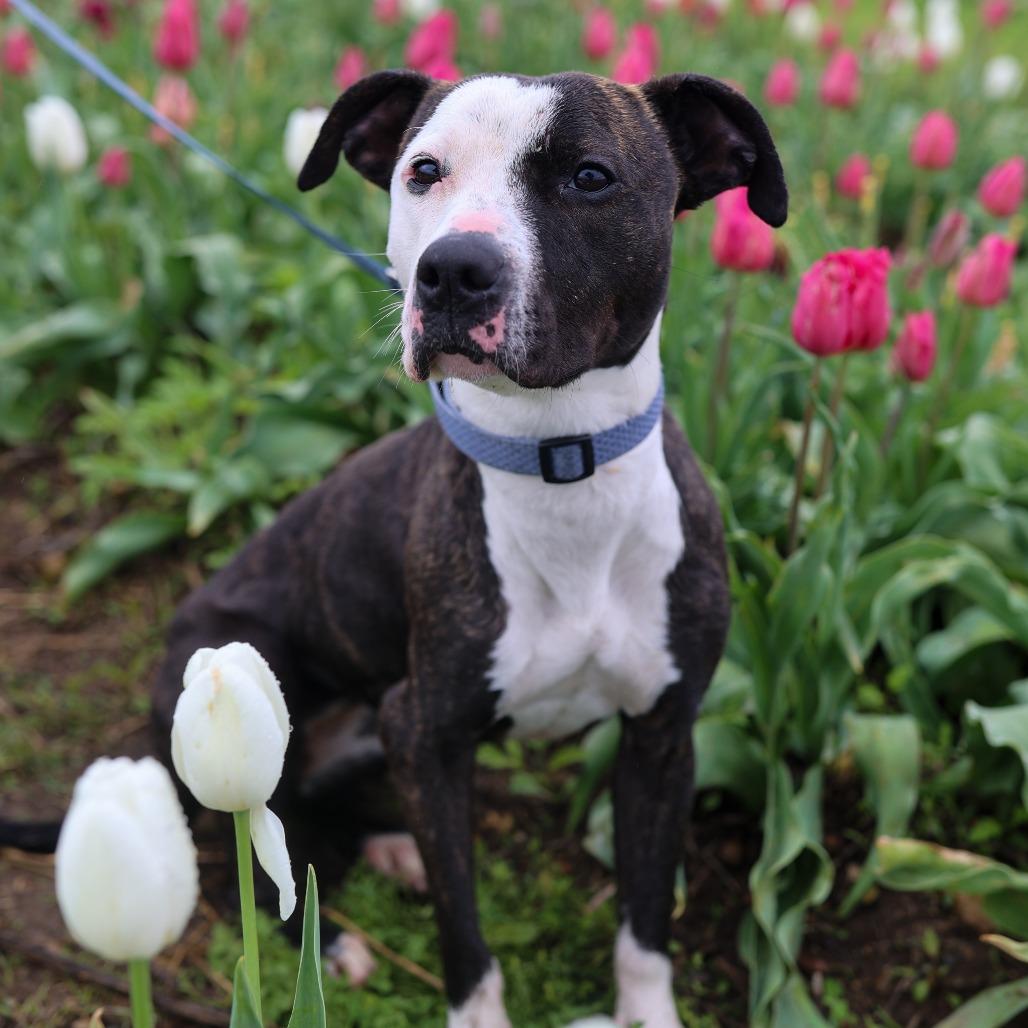 Nora, a Adoptable mixed breed in Madison, WI image 5/6