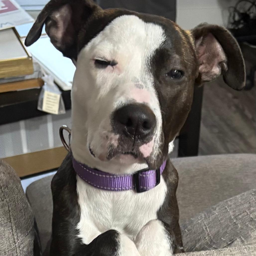 Nora, a Adoptable mixed breed in Madison, WI image 6/6