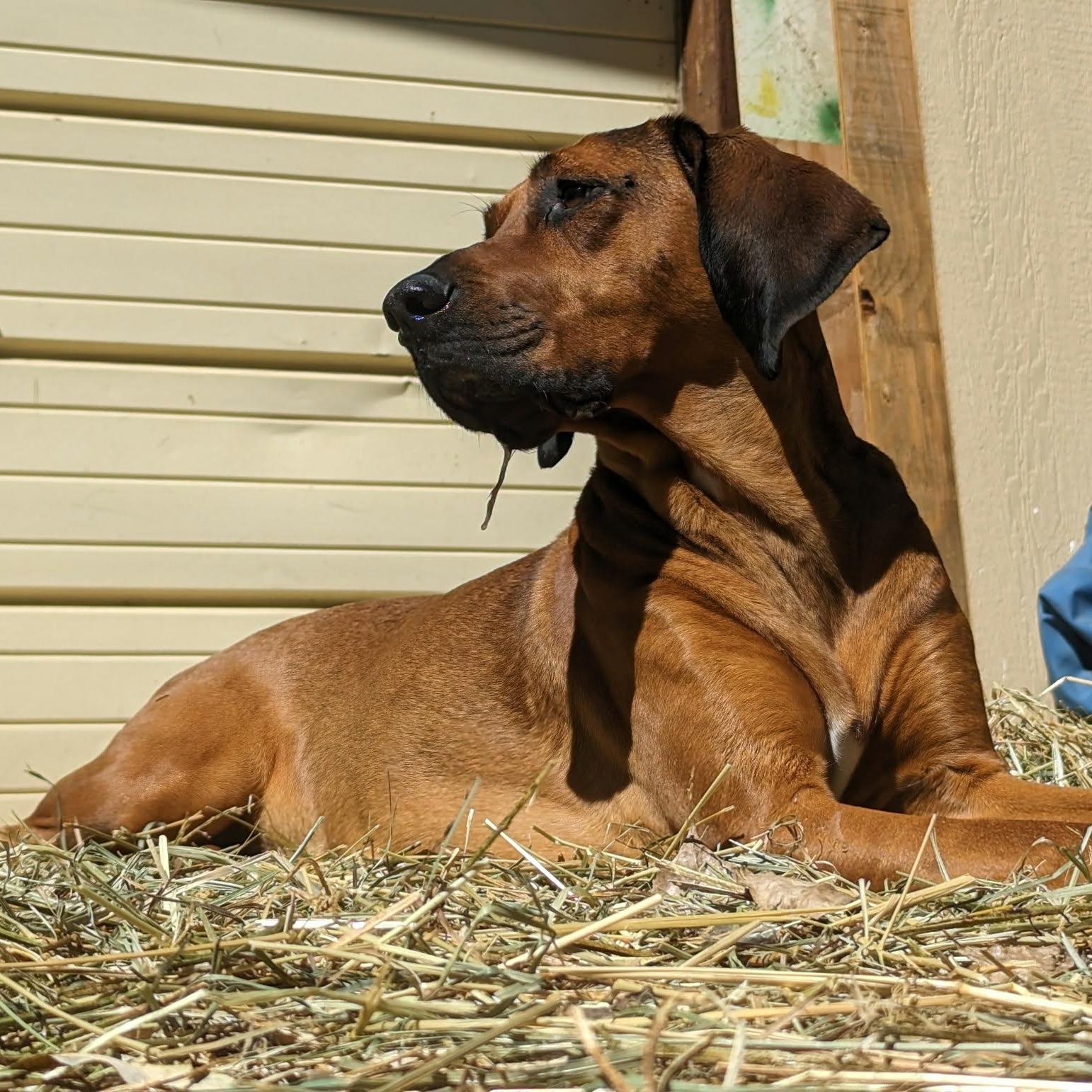 DAISY, a ADOPTABLE mixed breed in Loveland, CO image 4/4