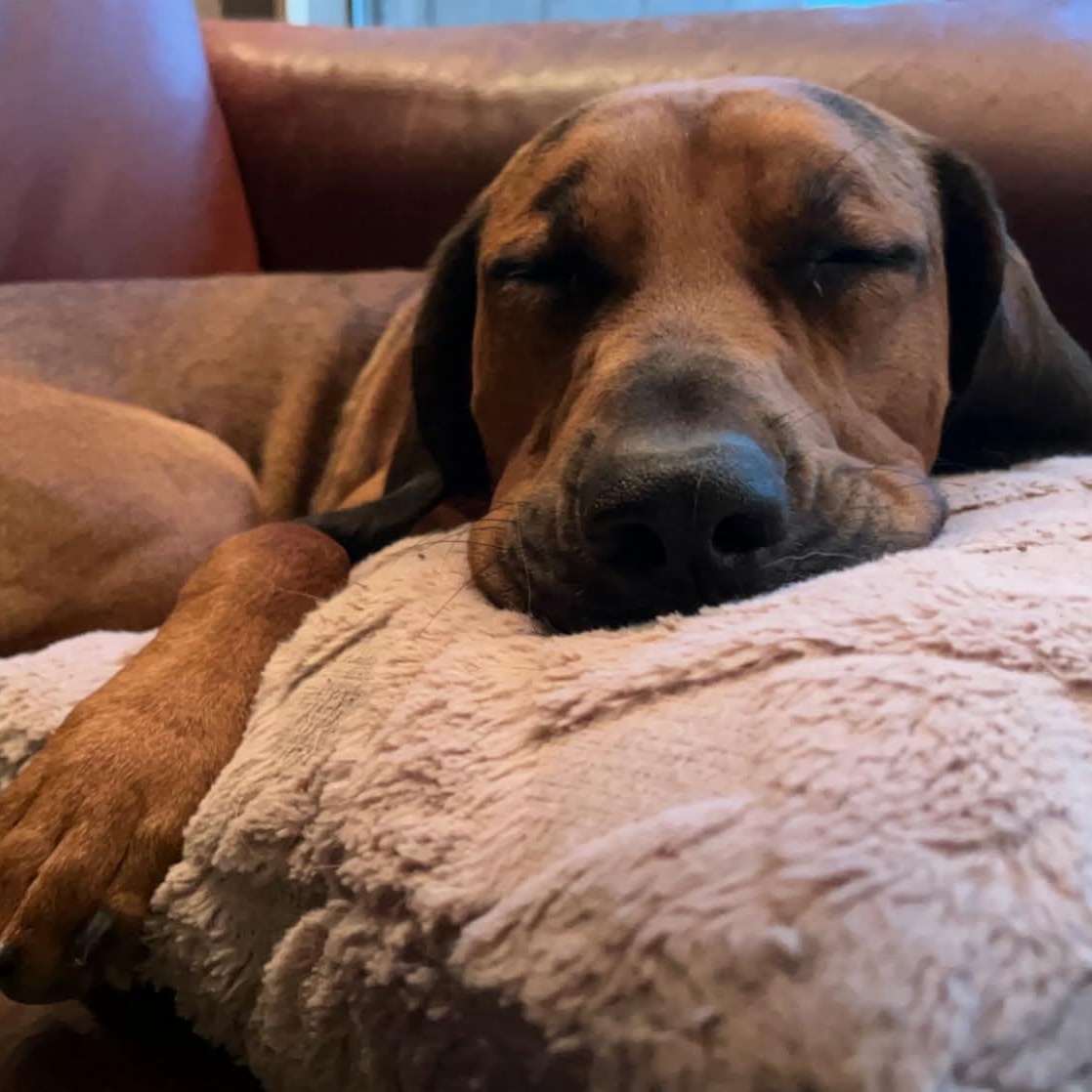 DAISY, a ADOPTABLE mixed breed in Loveland, CO image 3/4