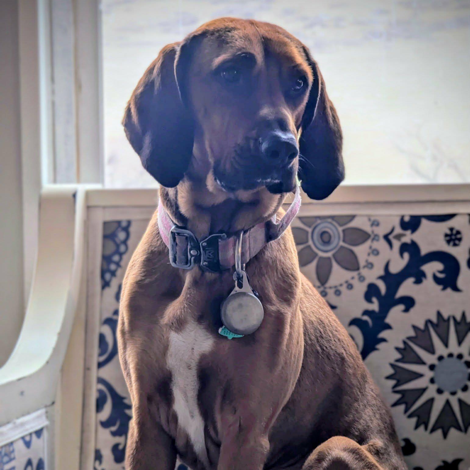 DAISY, ADOPTABLE, Adult Female Coonhound & Treeing Walker Coonhound.