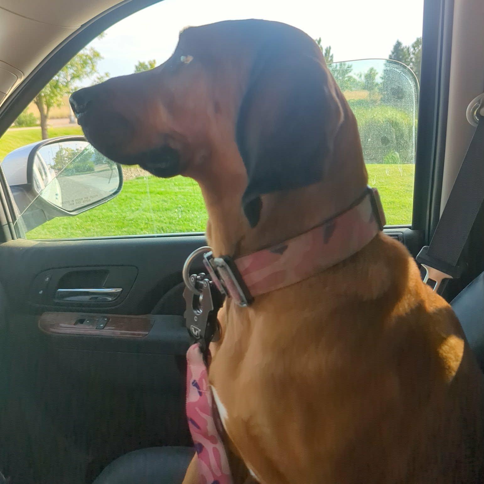 DAISY, a ADOPTABLE mixed breed in Loveland, CO image 2/4