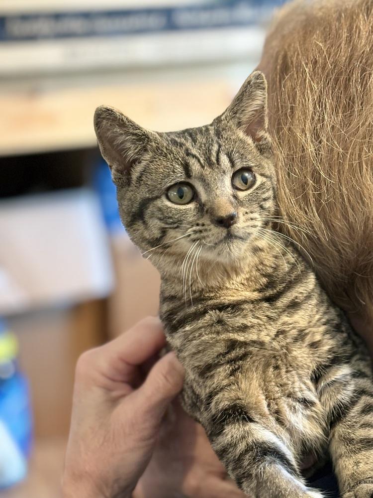 Bane — thumbnail 3