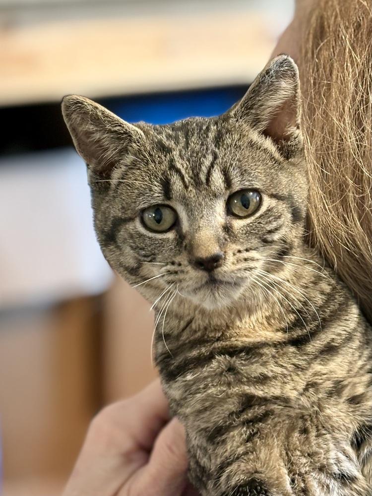 Enlarge Bane, a Adoptable mixed breed in East Greenville, PA image 4/5