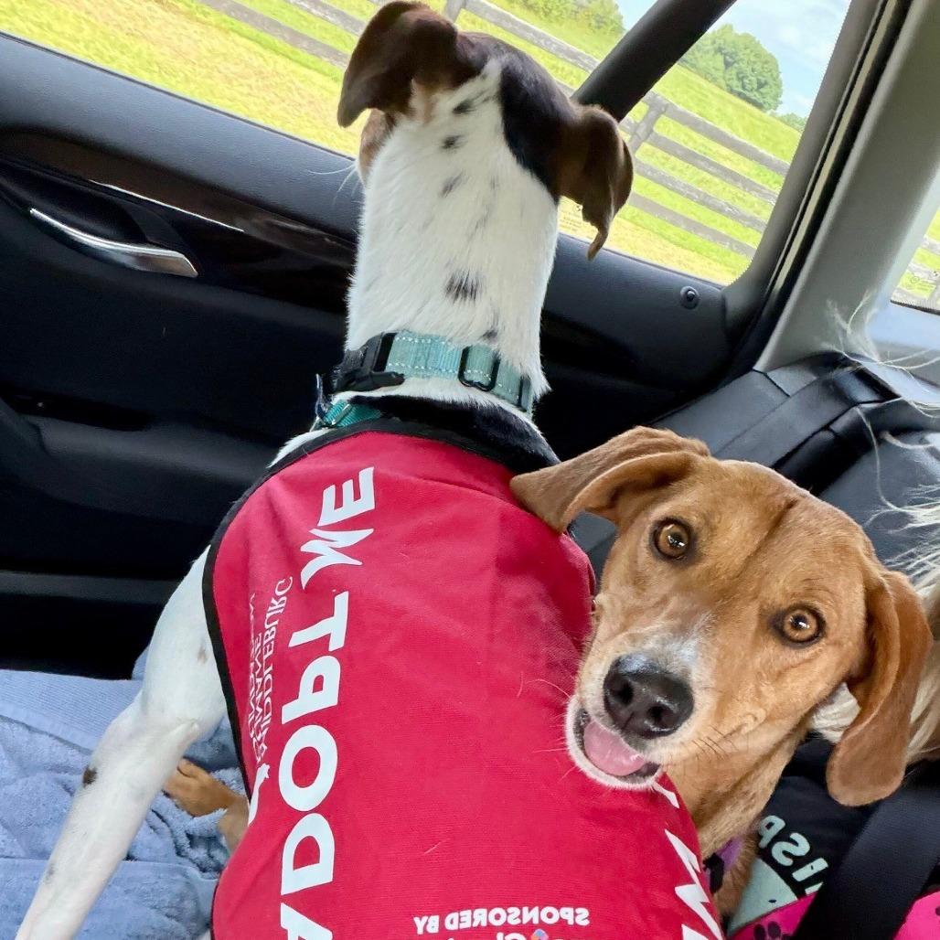 Zumi, Adoptable, Adult Female Beagle & American Foxhound.