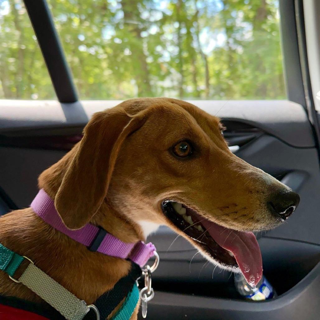 Zumi, a Adoptable mixed breed in Marshall, VA image 2/4