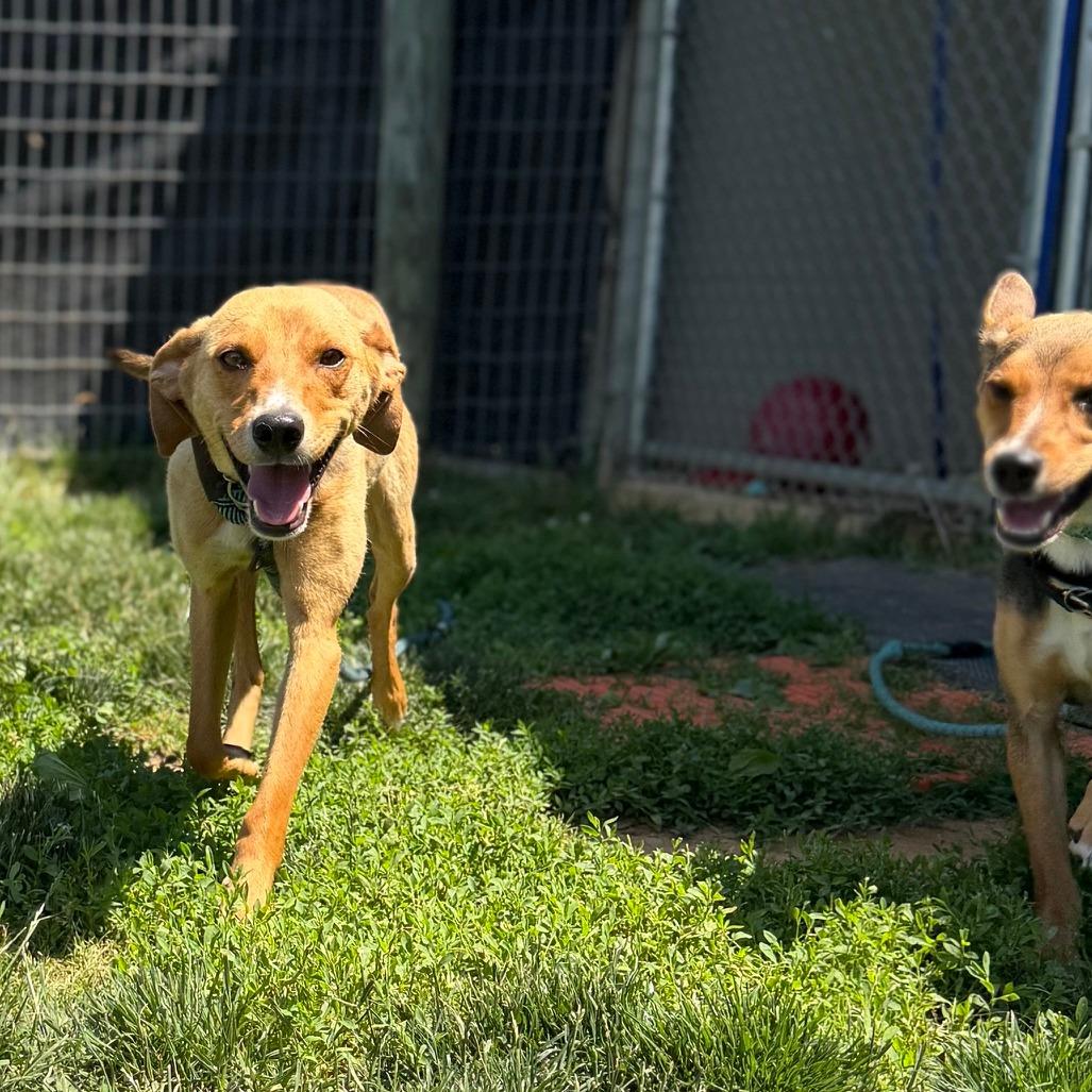 Zumi, a Adoptable mixed breed in Marshall, VA image 3/4