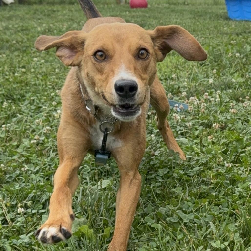 Zumi, a Adoptable mixed breed in Marshall, VA image 4/4