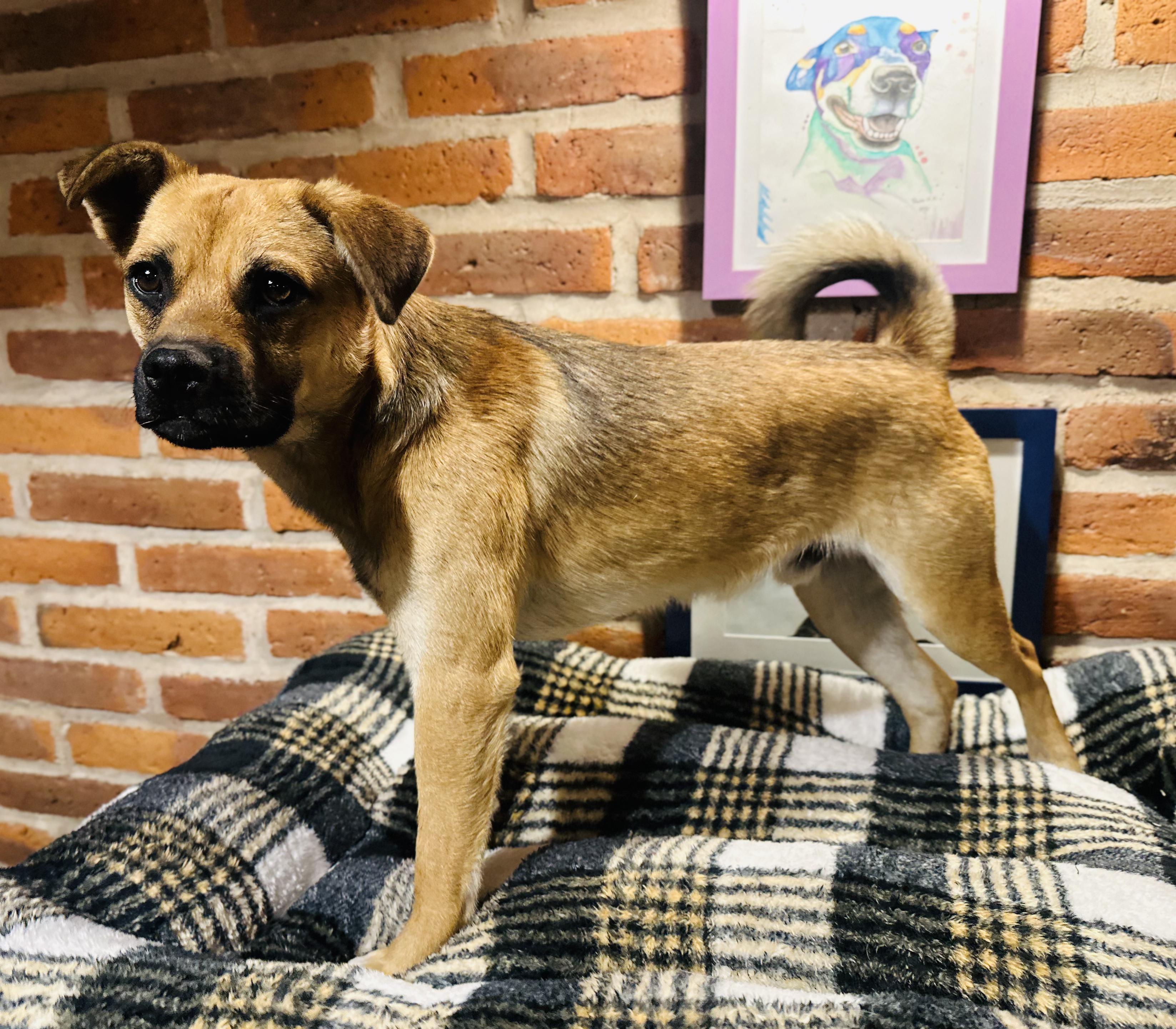 Enlarge Finn, a Adoptable Mixed Breed in Encino, CA image 4/6