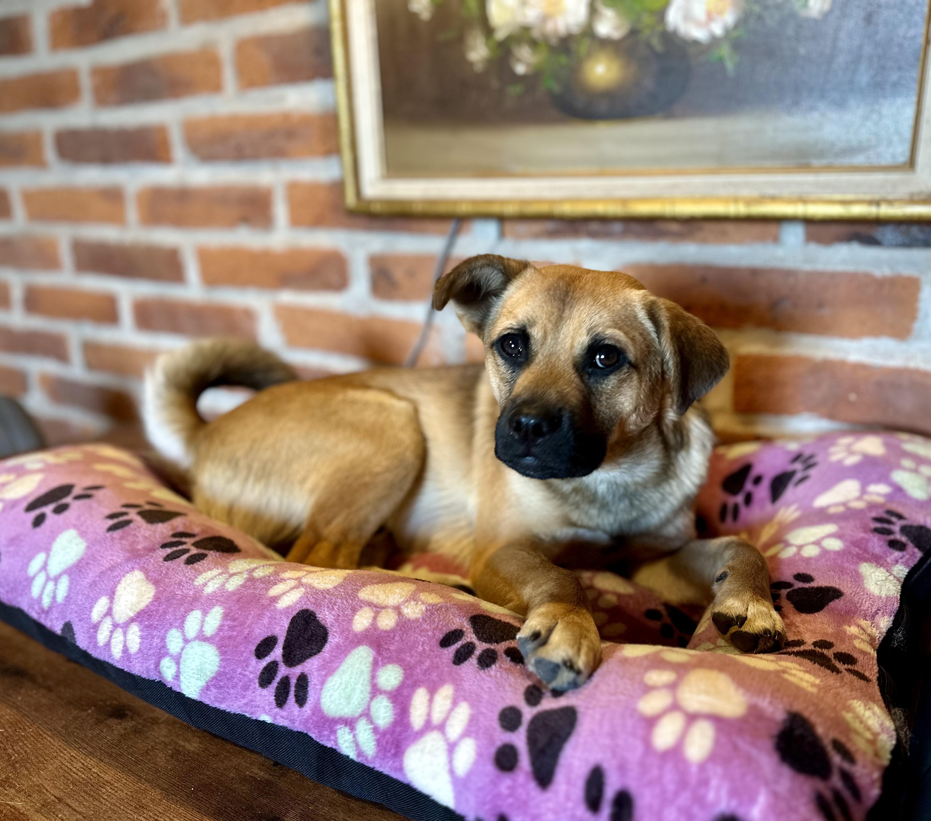 Enlarge Finn, a Adoptable Mixed Breed in Encino, CA image 1/4