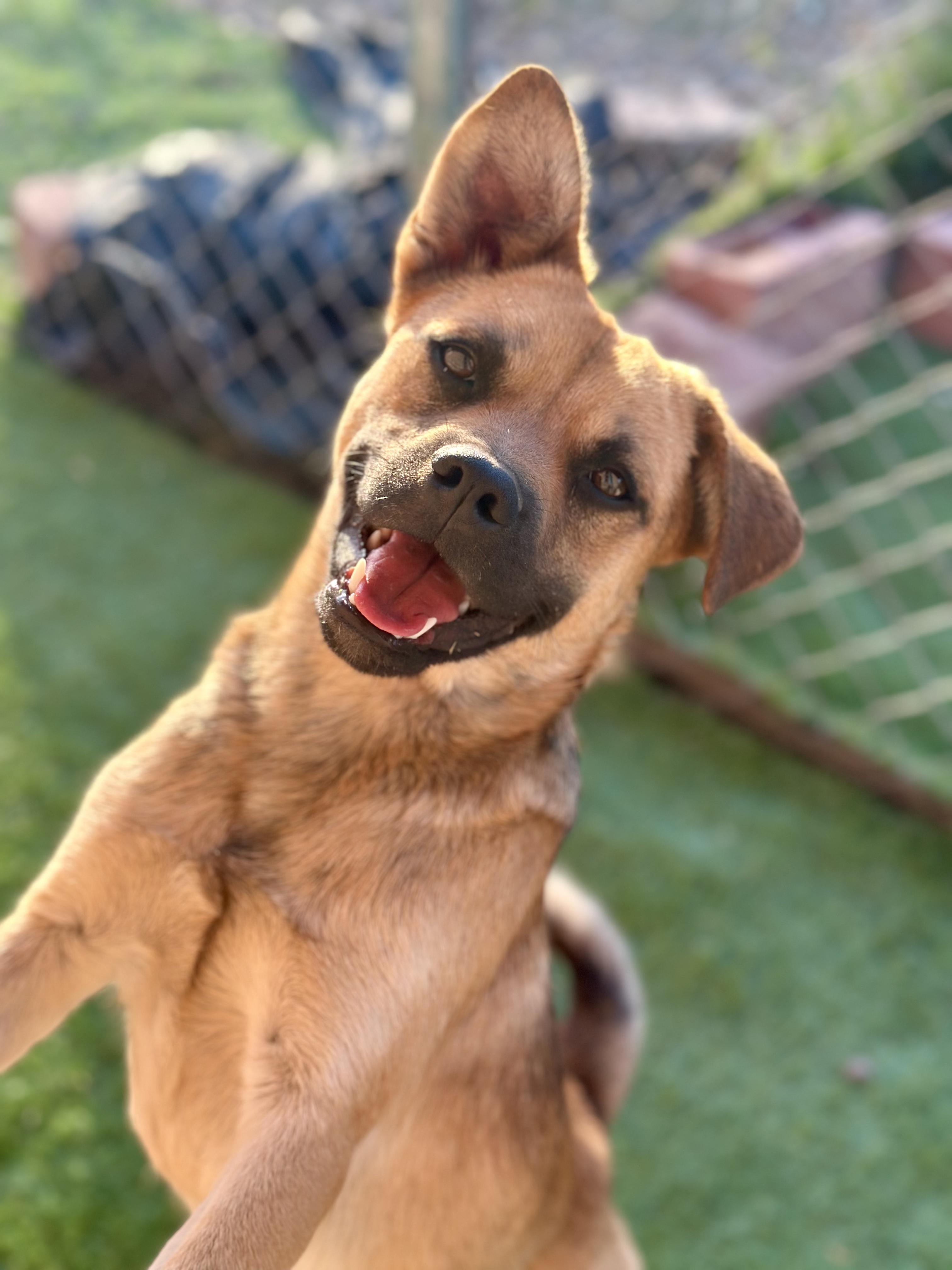 Finn, Adoptable, Young Male Mixed Breed.