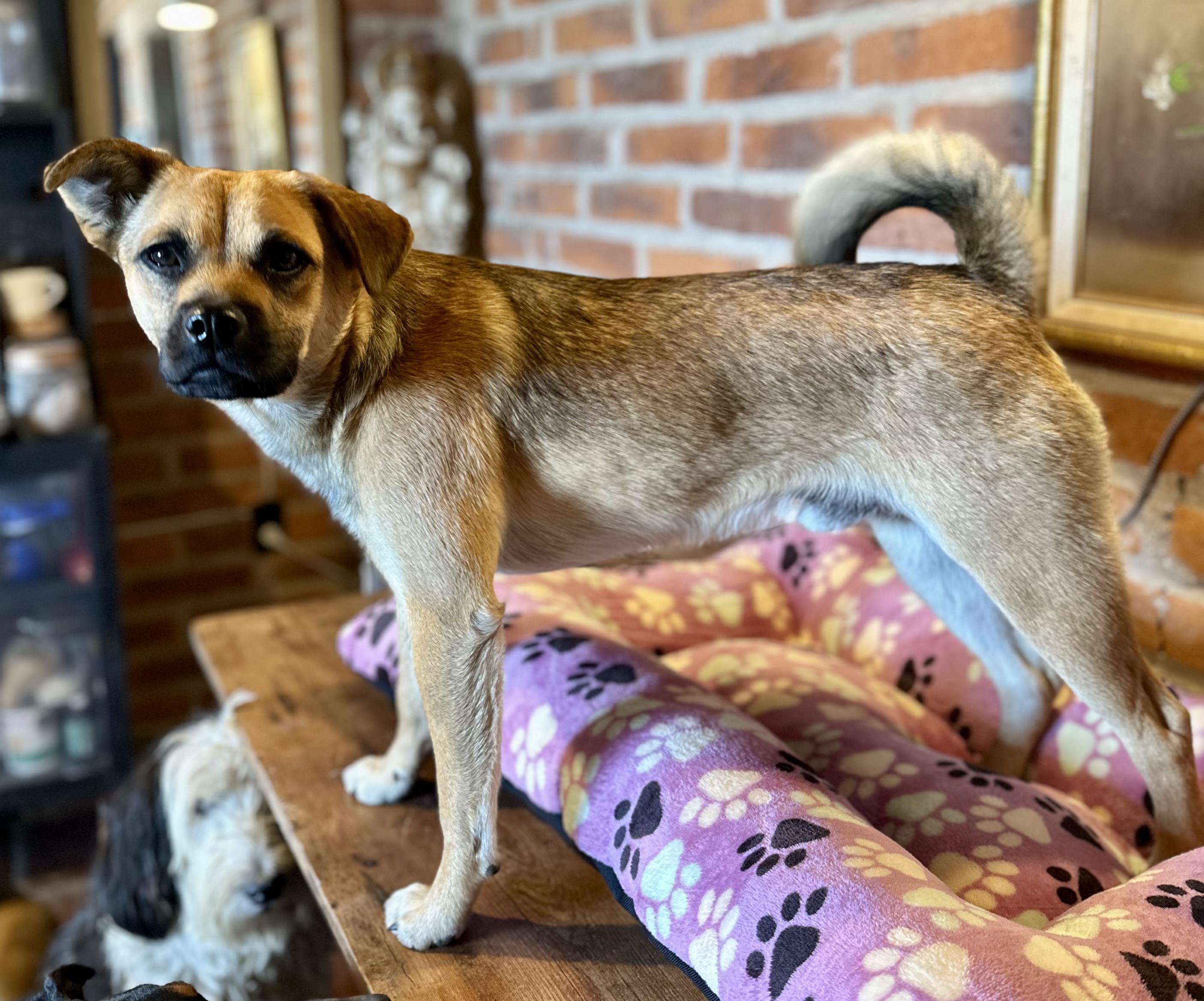 Enlarge Finn, a Adoptable Mixed Breed in Encino, CA image 2/4