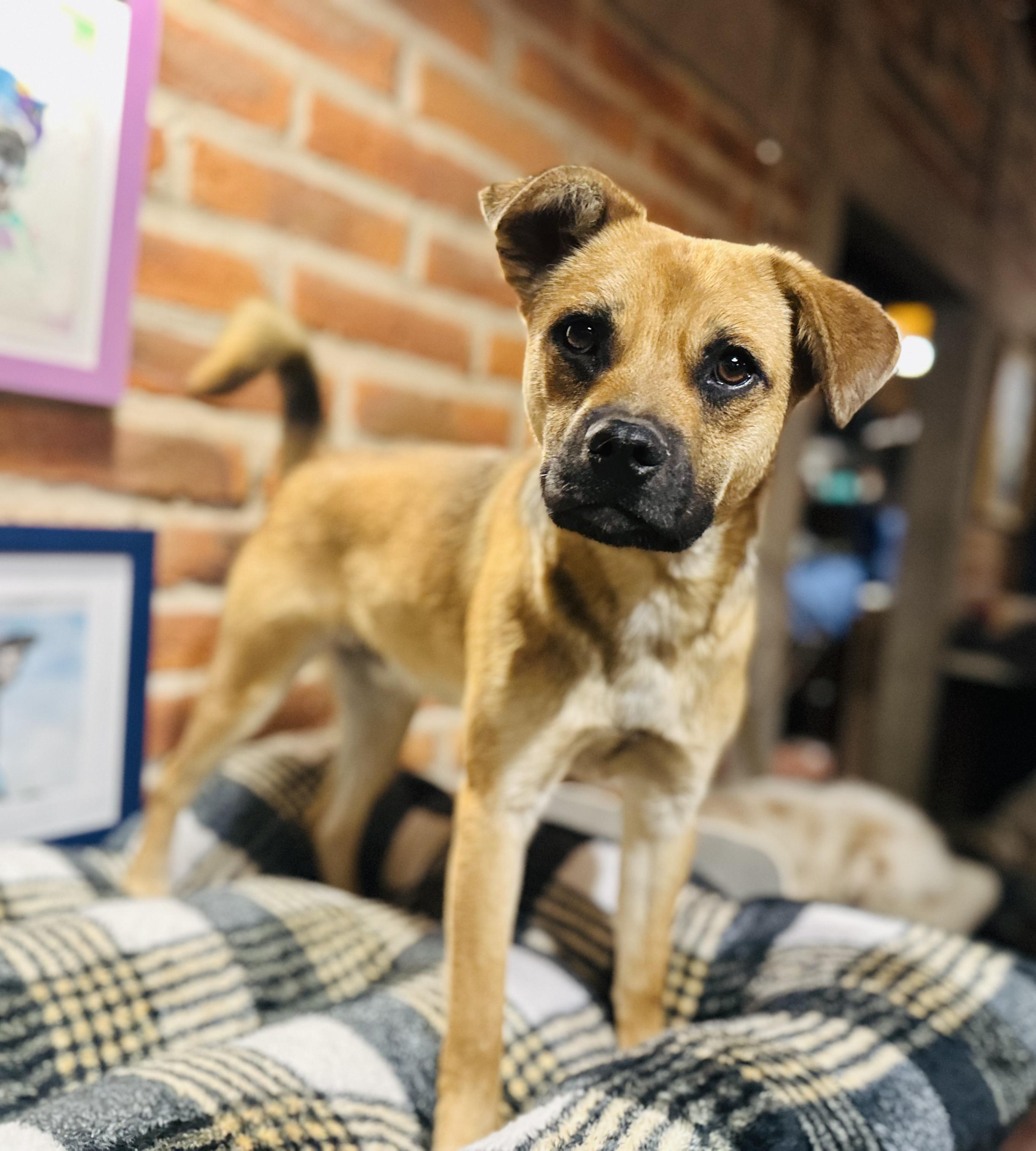 Enlarge Finn, a Adoptable Mixed Breed in Encino, CA image 2/6