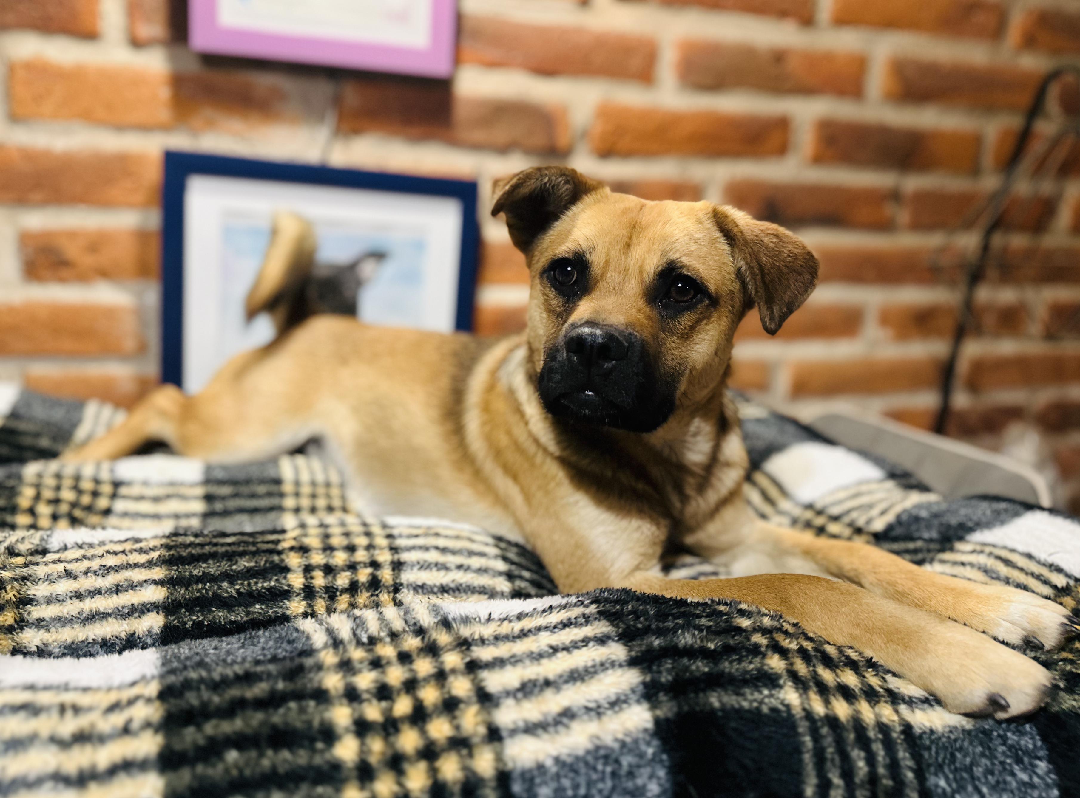 Enlarge Finn, a Adoptable Mixed Breed in Encino, CA image 6/6