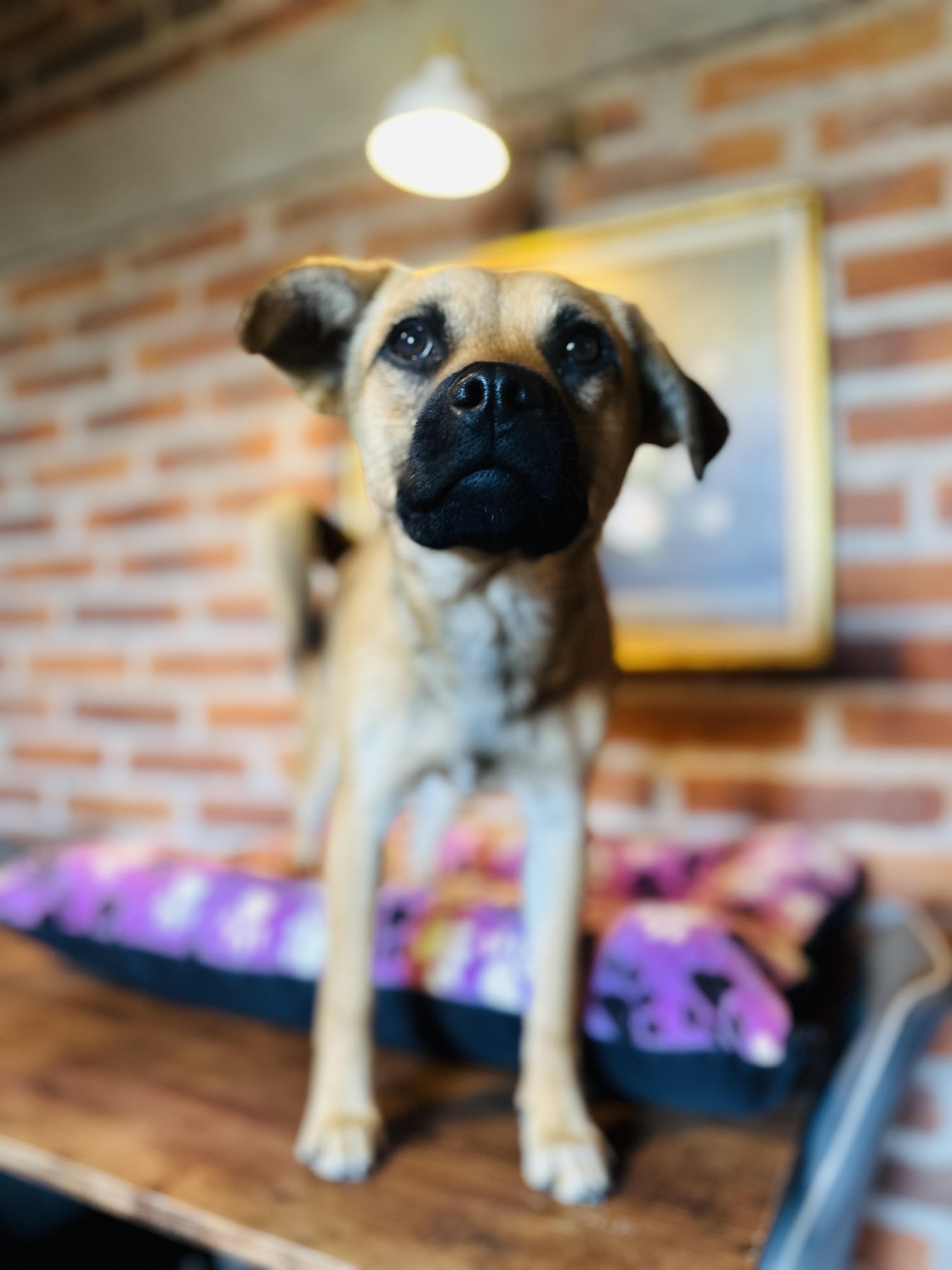 Enlarge Finn, a Adoptable Mixed Breed in Encino, CA image 3/4