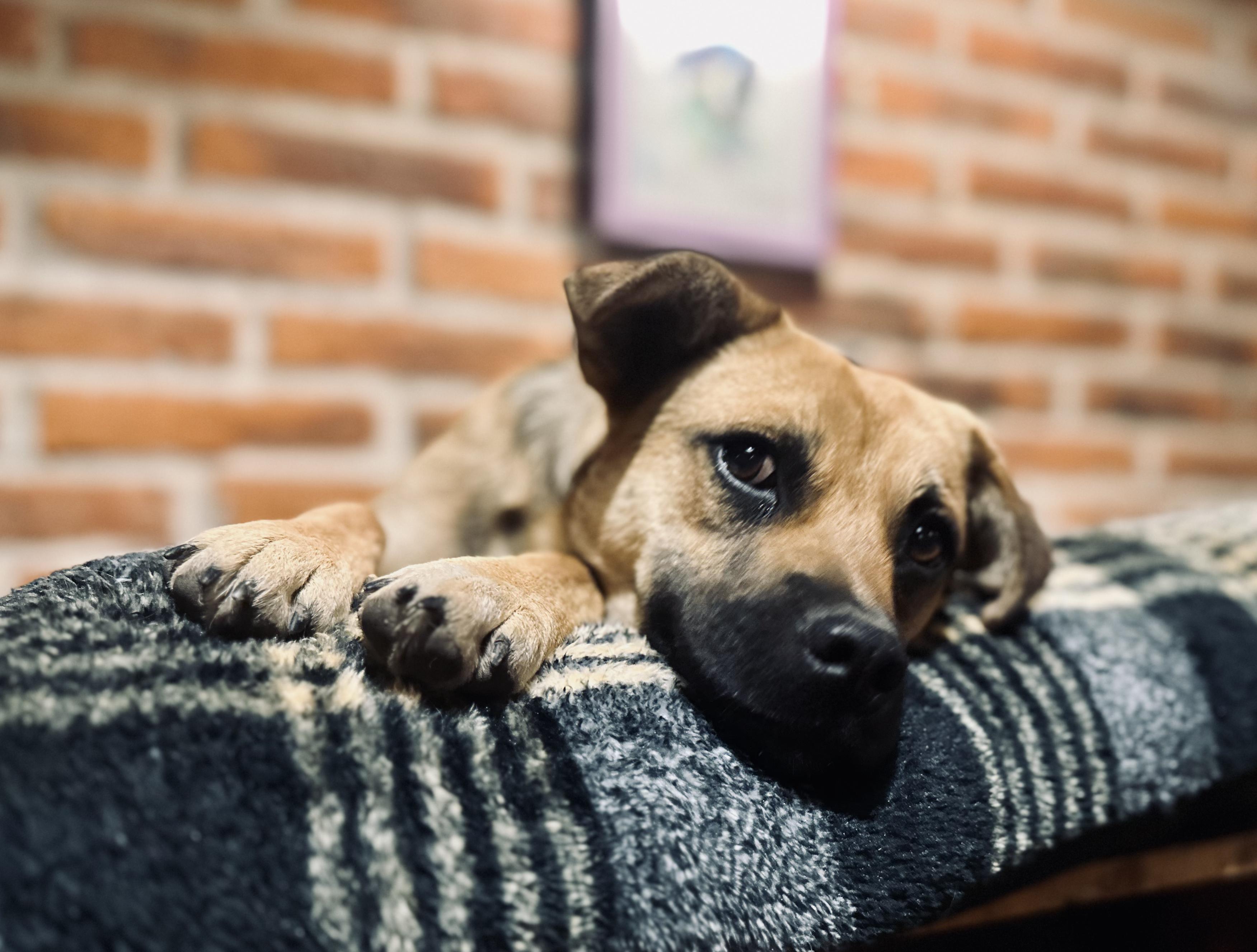 Enlarge Finn, a Adoptable Mixed Breed in Encino, CA image 5/6