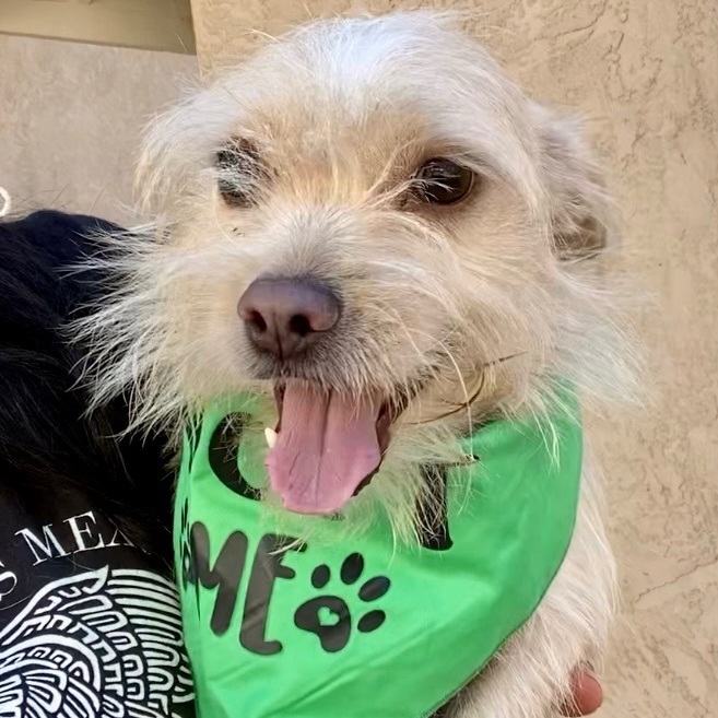 Angel, Adoptable, Adult Male Terrier.