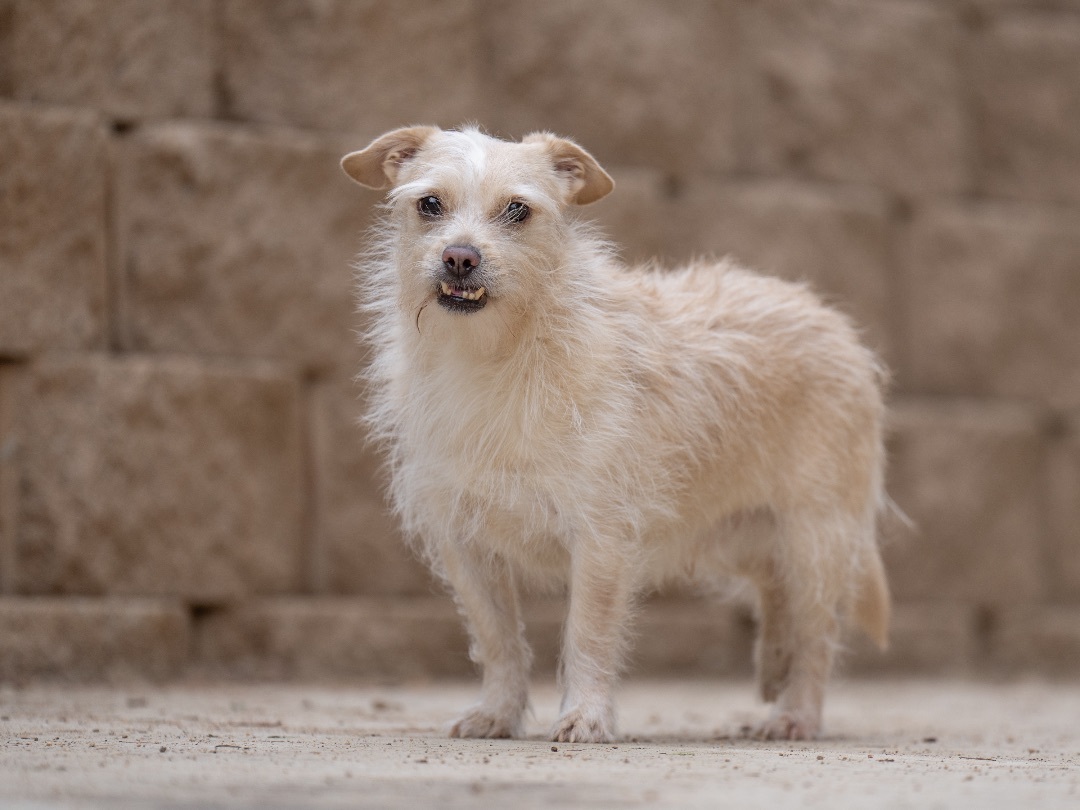 Enlarge Angel, a Adoptable mixed breed in Ramona, CA image 2/6