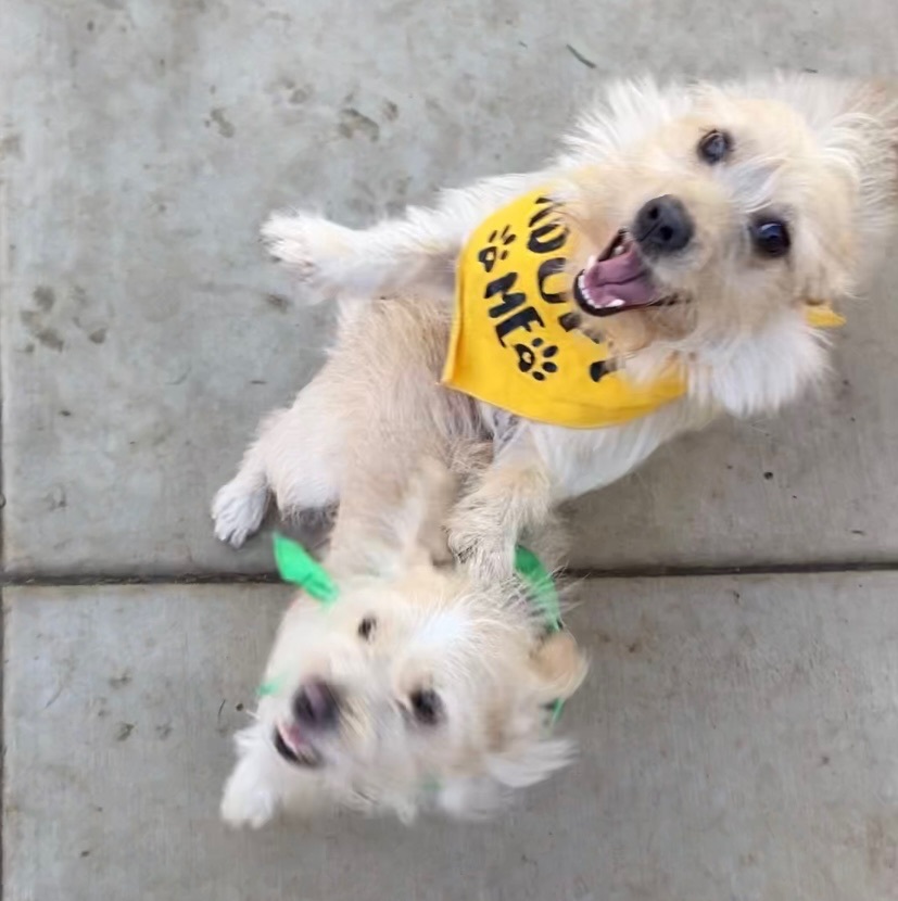 Enlarge Angel, a Adoptable mixed breed in Ramona, CA image 3/6