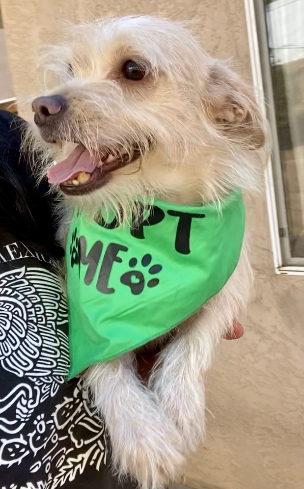 Enlarge Angel, a Adoptable mixed breed in Ramona, CA image 4/6