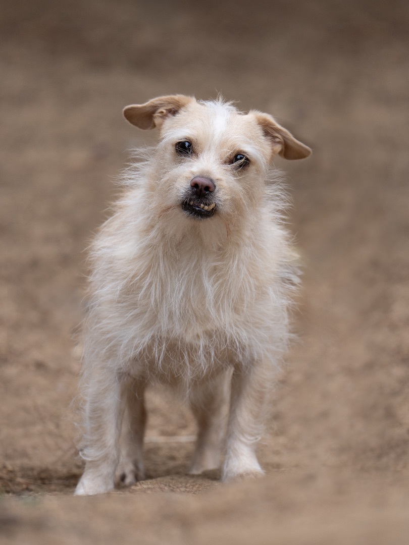 Enlarge Angel, a Adoptable mixed breed in Ramona, CA image 5/6
