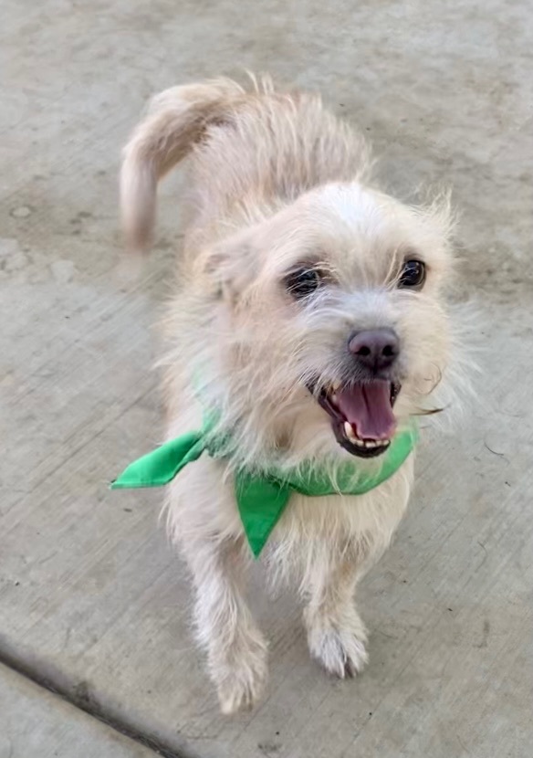 Enlarge Angel, a Adoptable mixed breed in Ramona, CA image 6/6