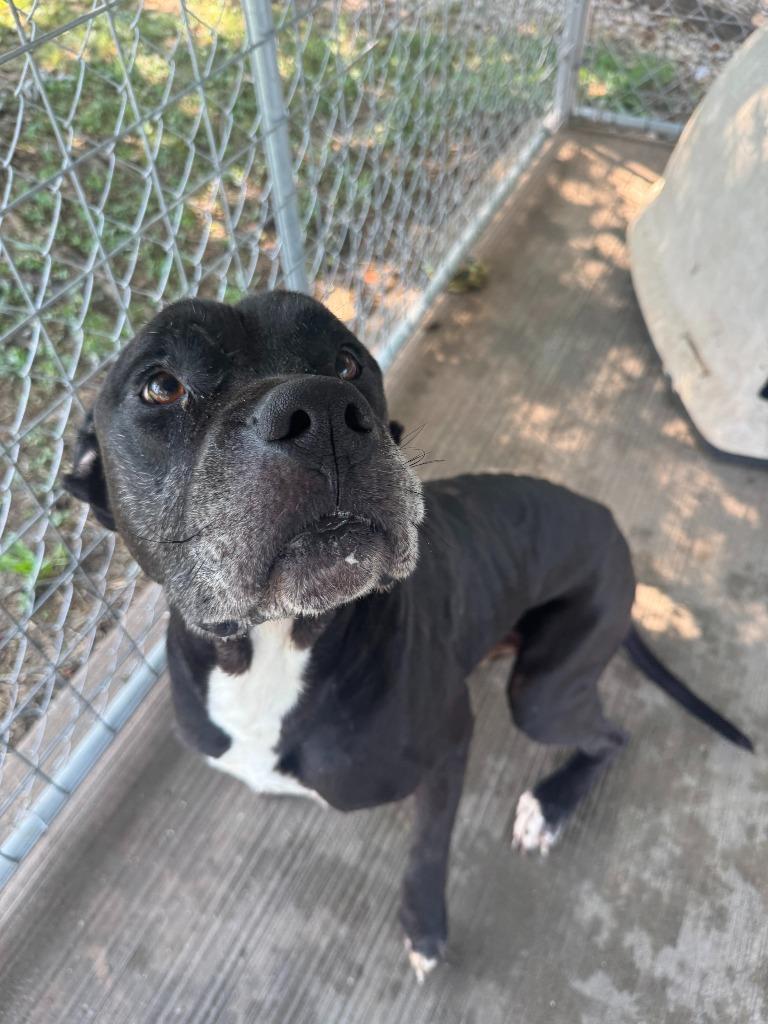 Enlarge Biggie, a Adoptable mixed breed in Russellville, KY image 1/4