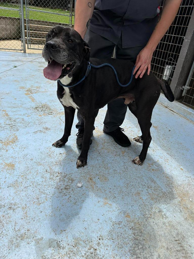 Enlarge Biggie, a Adoptable mixed breed in Russellville, KY image 2/4