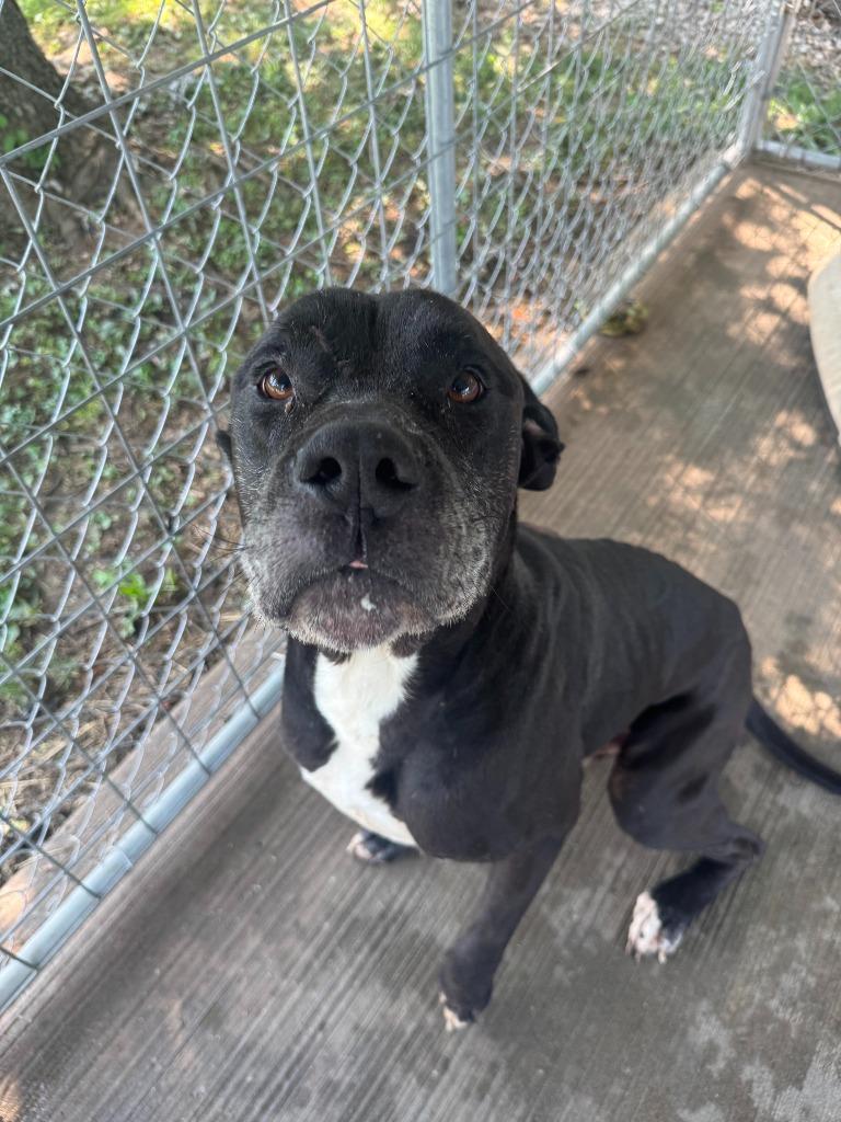 Enlarge Biggie, a Adoptable mixed breed in Russellville, KY image 4/4